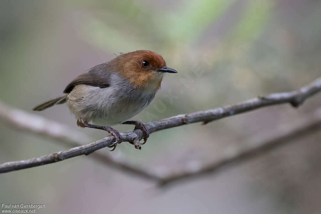 Red-capped Forest Warbleradult, identification