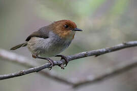 Red-capped Forest Warbler