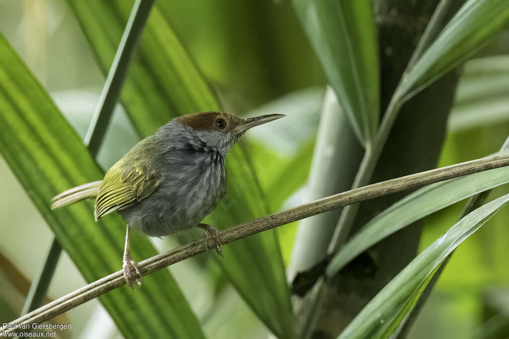 Grey-backed Tailorbirdadult