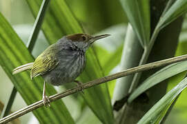 Grey-backed Tailorbird