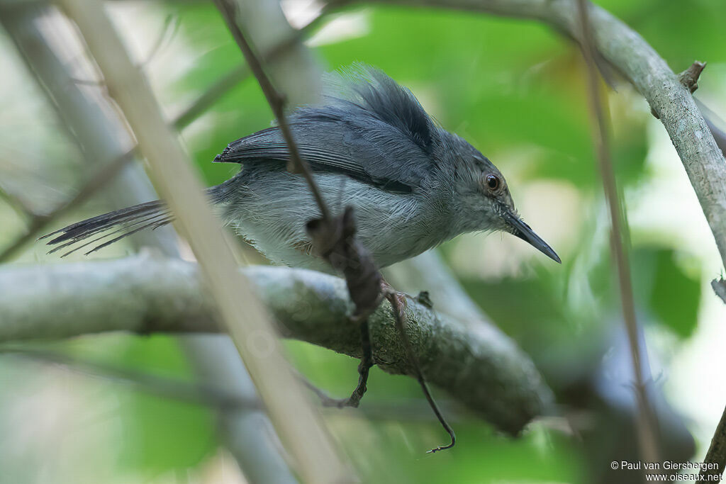 Long-billed Forest Warbleradult