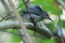 Long-billed Forest Warbler