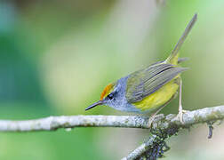 Mountain Tailorbird