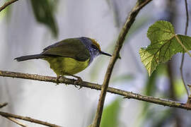 Mountain Tailorbird