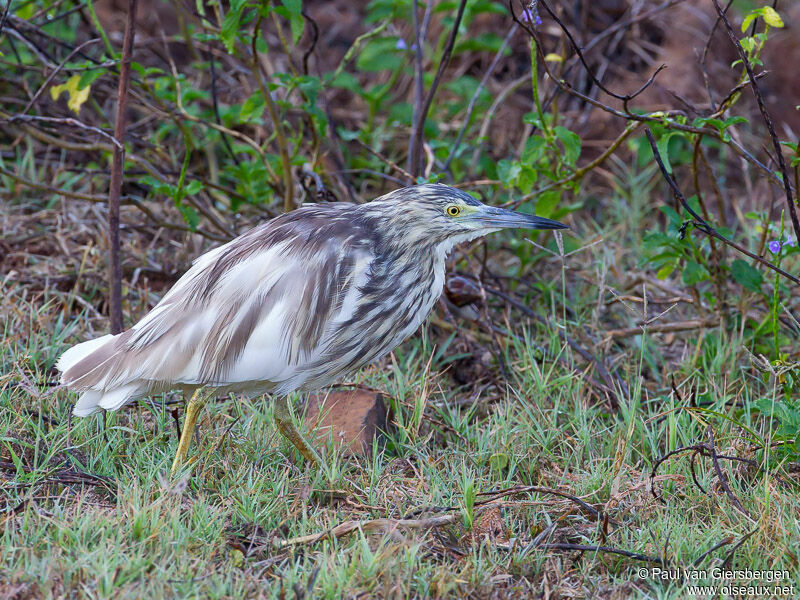 Malagasy Pond Heronadult