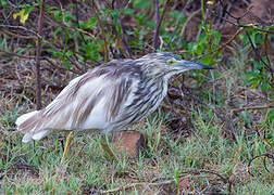 Malagasy Pond Heron