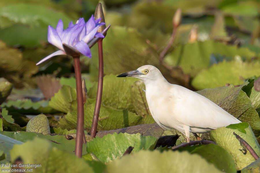 Malagasy Pond Heronadult breeding