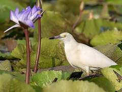 Malagasy Pond Heron