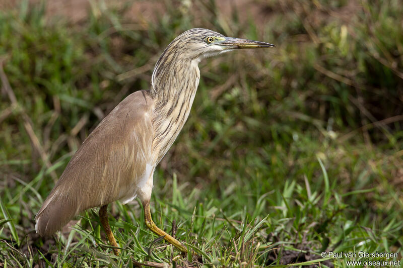 Squacco Heronadult