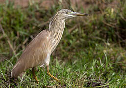 Squacco Heron