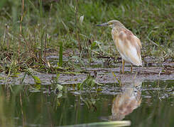 Squacco Heron