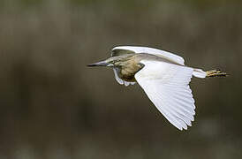 Squacco Heron