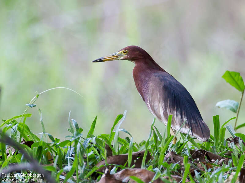 Crabier chinoisadulte nuptial, identification