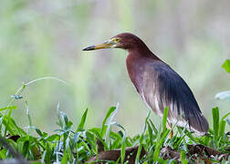 Chinese Pond Heron