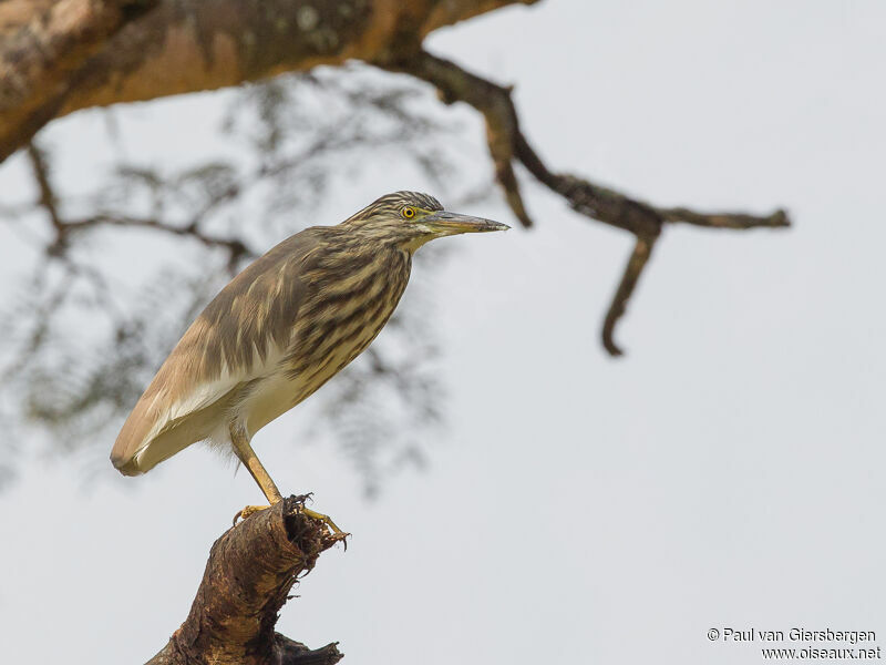 Indian Pond Heron