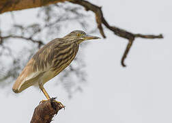 Indian Pond Heron