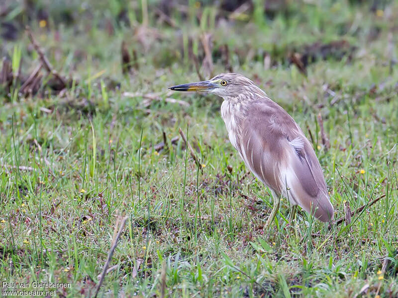 Crabier de Grayadulte transition, identification