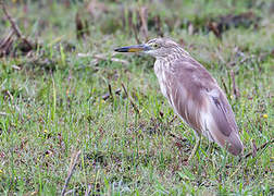 Indian Pond Heron