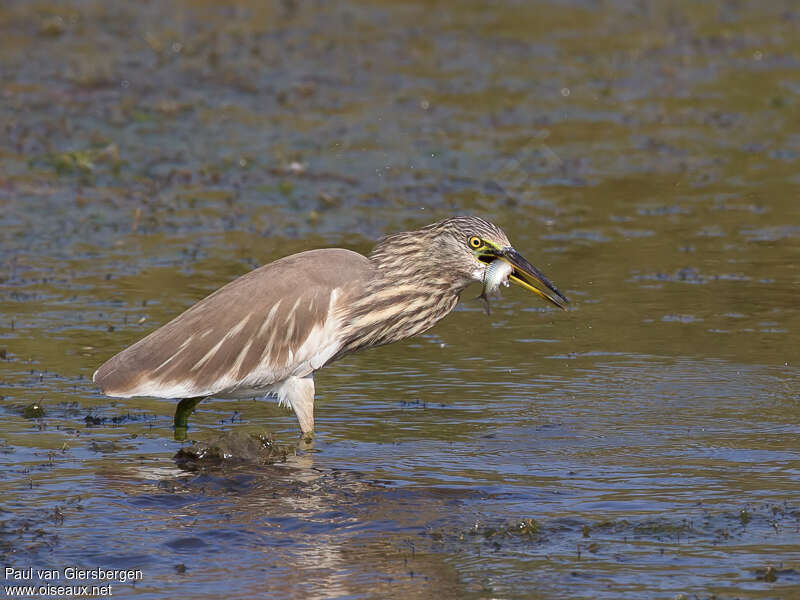 Indian Pond Heronadult post breeding, feeding habits