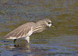 Indian Pond Heron