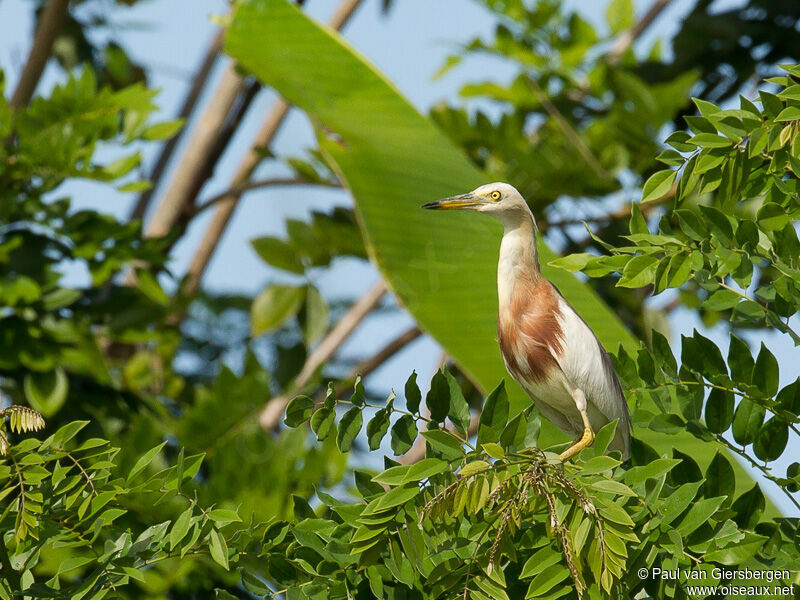 Javan Pond Heron