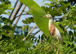 Javan Pond Heron