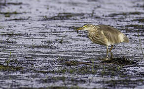 Javan Pond Heron