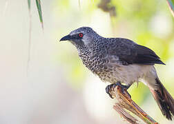 White-rumped Babbler