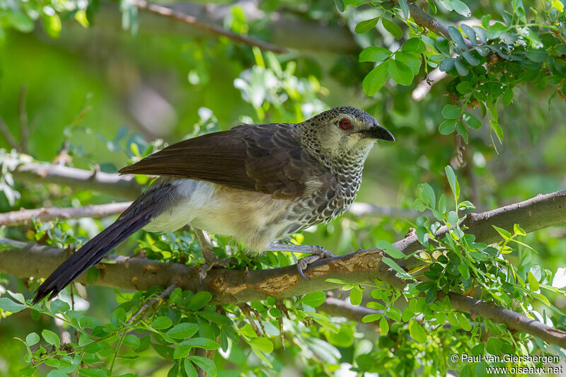 White-rumped Babbler