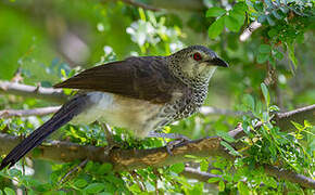 White-rumped Babbler