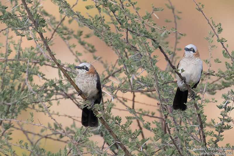 Bare-cheeked Babbler