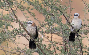 Bare-cheeked Babbler