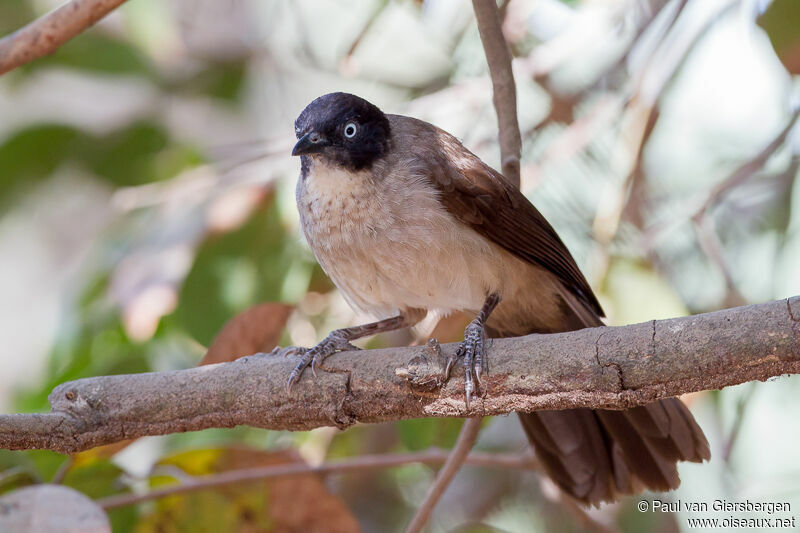 Blackcap Babbler