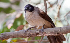 Blackcap Babbler