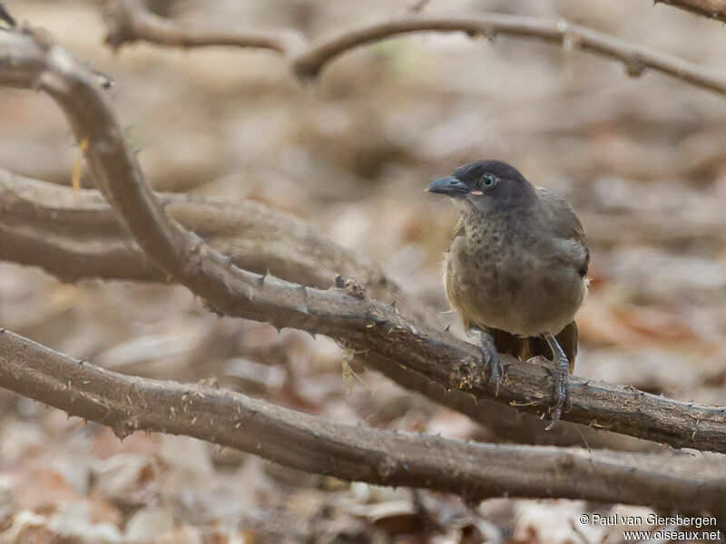 Blackcap Babbler