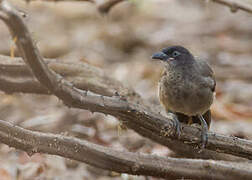 Blackcap Babbler