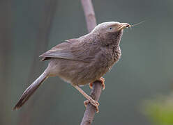 Yellow-billed Babbler