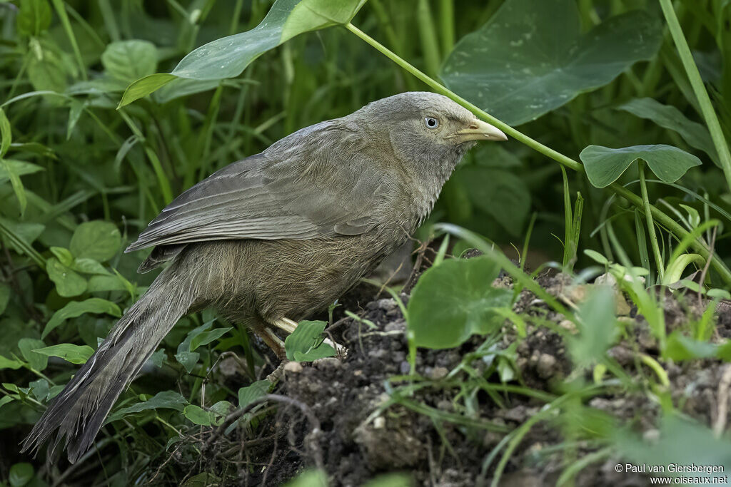 Yellow-billed Babbleradult