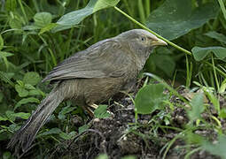 Yellow-billed Babbler