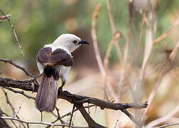 Southern Pied Babbler