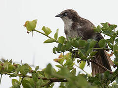 Northern Pied Babbler