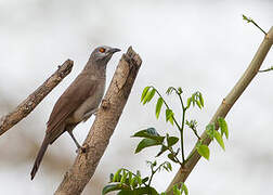 Brown Babbler