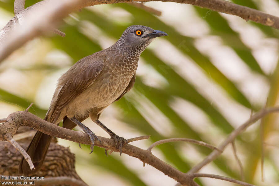 Brown Babbleradult, habitat, pigmentation