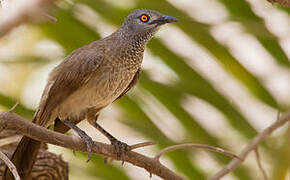 Brown Babbler