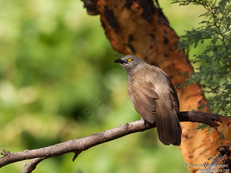 Brown Babbler