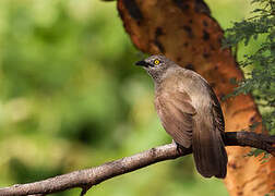 Brown Babbler