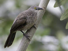 Brown Babbler