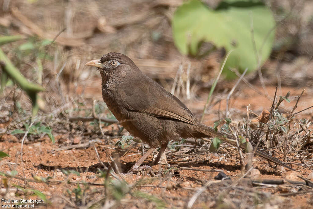 Cratérope d'Aylmeradulte, identification