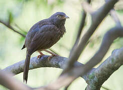 Jungle Babbler