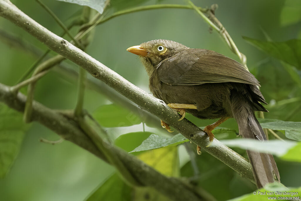 Orange-billed Babbleradult